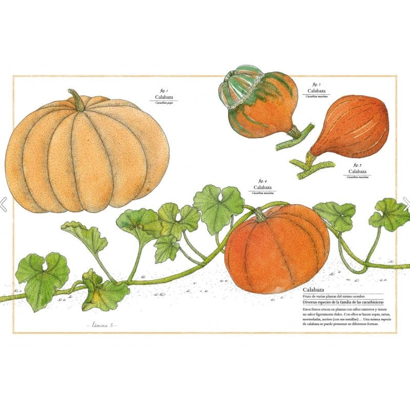 Inventario Ilustrado de los Frutas y Verduras Inventario Ilustrado de los Frutas y Verduras